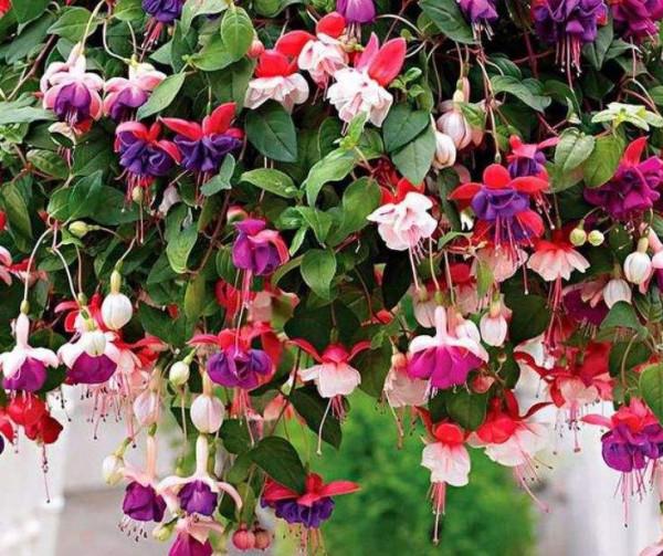 家裡光照少,可以養12種“陰性花”,“半陰地”更利於生長 家裡光照少,可以養12種“陰性花”,“半陰地”更利於生長