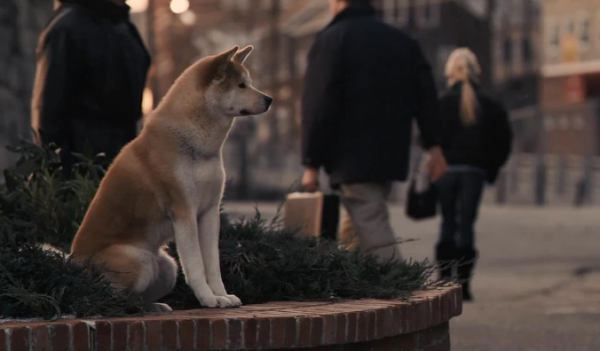 這隻狗狗用一生等待主人歸來，它的事蹟感動了無數人