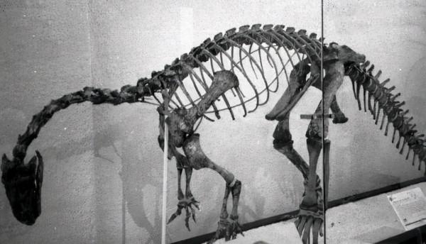 恐龍科普第8期：遠古時期5種恐龍是如何生活的？