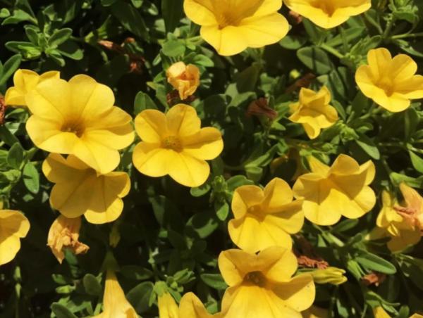 善於挖掘自己的潛力 積極開拓 獲得更好資源的 能力出眾三大生肖 善於挖掘自己的潛力 積極開拓 獲得更好資源的 能力出眾三大生肖