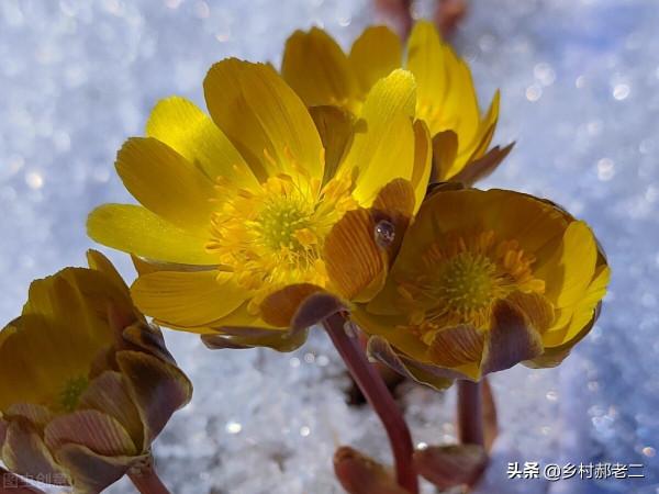 網傳，雞西市有人兜售冰凌花，它是什麼花？