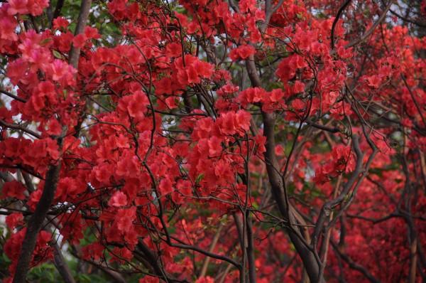 85年反蠶食鬥爭，直升機吊運邊防團長遺體，牧民含淚：看，他在飛