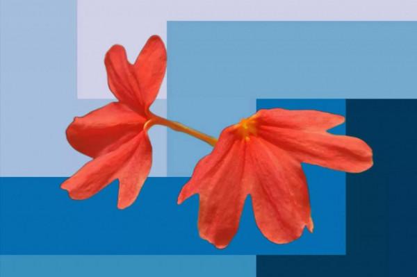 微信裡的真假難辨 微信裡的真假難辨