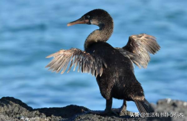 漲知識，六種不會飛行的鳥