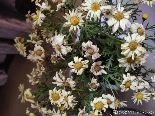 百合開花後，養分消耗太大，補充肥料是關鍵