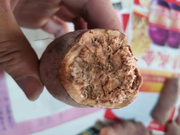紅薯上“看不見的害蟲”，最長可存活5年，腐爛莖線蟲咋防治？
