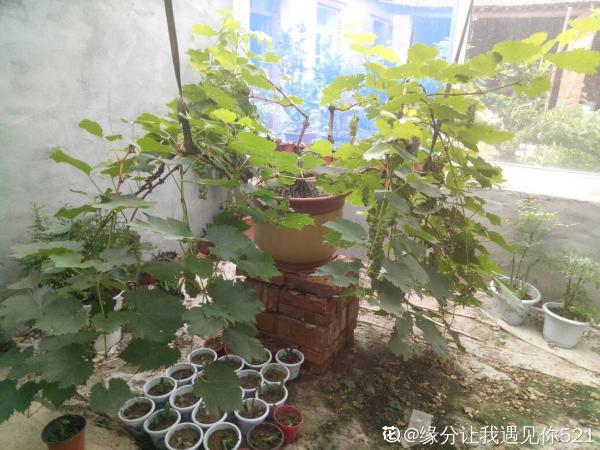 葡萄不爬藤也能長,5步養護,收穫盆栽葡萄樹 葡萄不爬藤也能長,5步養護,收穫盆栽葡萄樹