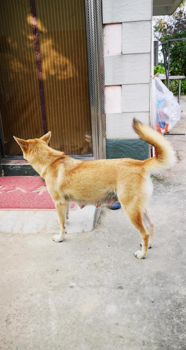 山莊記事：二妞的故事