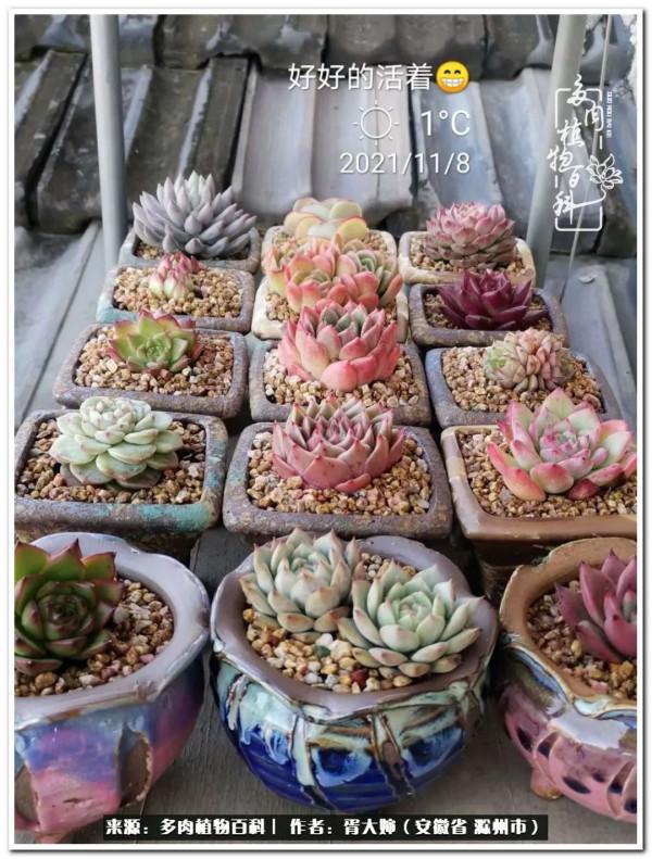 因多肉遇見滿滿的愛和美好，有多肉相伴，歲月生香