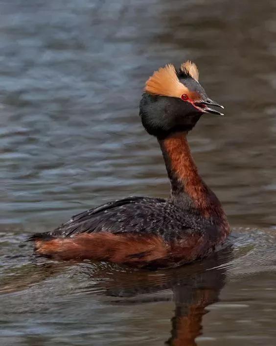 30多種罕見的美麗鳥