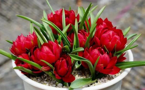 鬱金香就得小盆養，盆越小，花越多，明年照樣復花