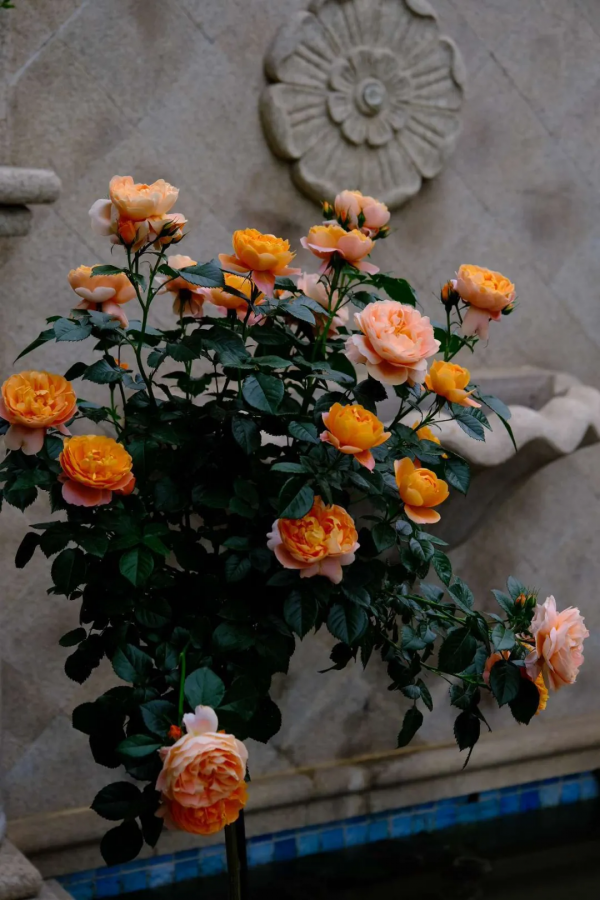 東北花友走遍歐洲著名花園,回國後建了座四季有花的北方花園 東北花友走遍歐洲著名花園,回國後建了座四季有花的北方花園