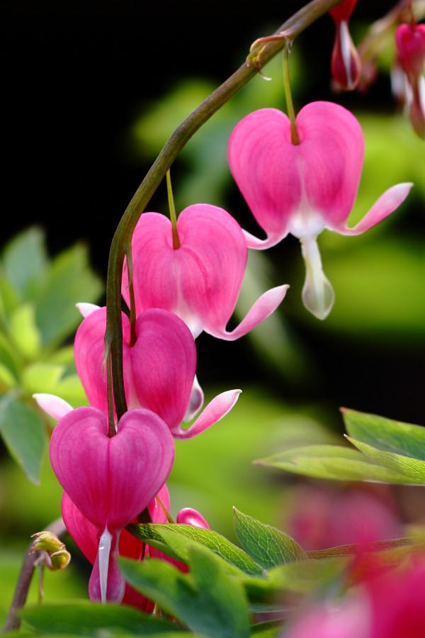 100種有毒的花和果，生活中很常見，出門要小心，避免受傷害