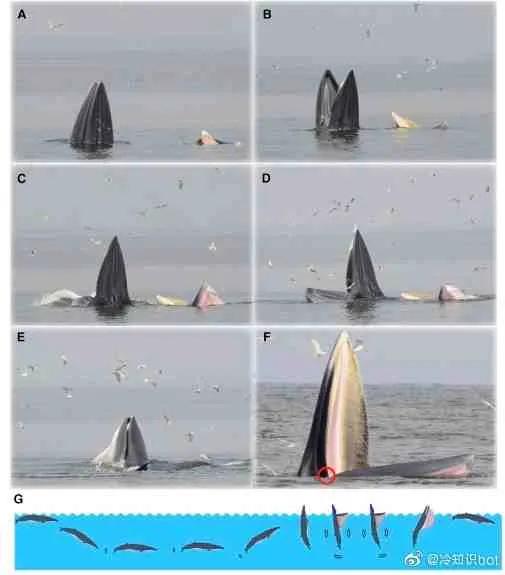 動物界的冷知識