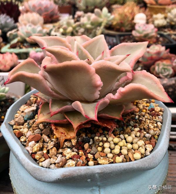 在大溫差下,餃子皮多肉只會越來越紅,不過5點不能忽略 在大溫差下,餃子皮多肉只會越來越紅,不過5點不能忽略