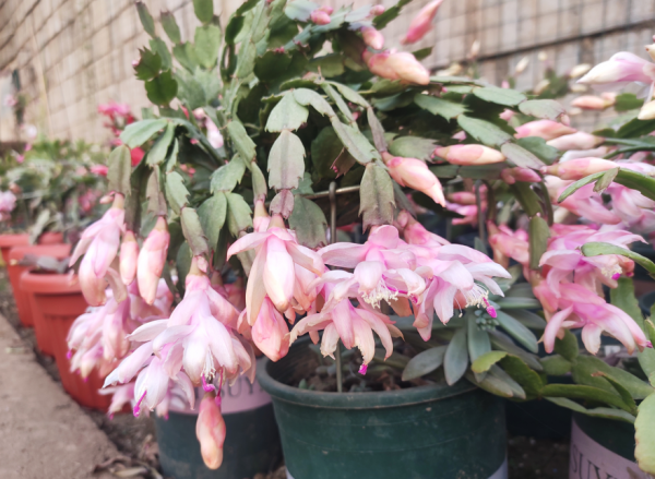 冬天養什麼花好?只要室內有暖氣,選擇這4種,怎麼養都開花 冬天養什麼花好?只要室內有暖氣,選擇這4種,怎麼養都開花