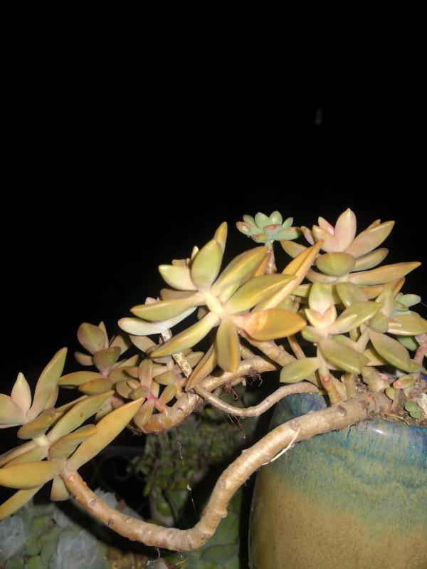 半日曬露養多肉成果展示