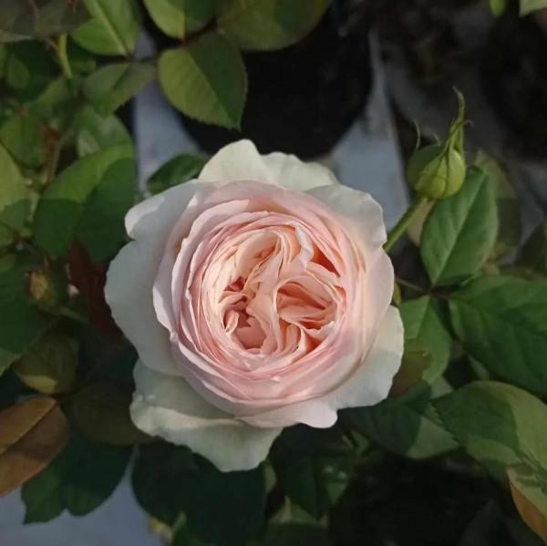 冬天養這3種花,別光顧著催花,養根才是“正經事” 冬天養這3種花,別光顧著催花,養根才是“正經事”