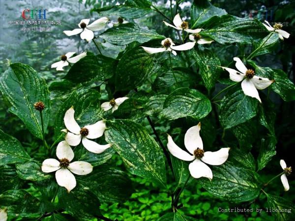 四照花～春有亮葉，夏花如蝶，秋有紅葉紅果，極具觀賞價值
