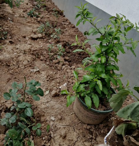 學會養護5步法，月季嗖嗖滿架爬，整面花牆太好看