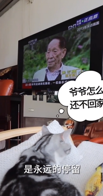袁隆平的貓還在等他回家!花花長大了,但依舊是稻田的守護者 袁隆平的貓還在等他回家!花花長大了,但依舊是稻田的守護者