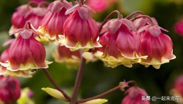 此款人見人愛的網紅花,花型獨特開花久,盆栽養護簡單,適合新手 此款人見人愛的網紅花,花型獨特開花久,盆栽養護簡單,適合新手
