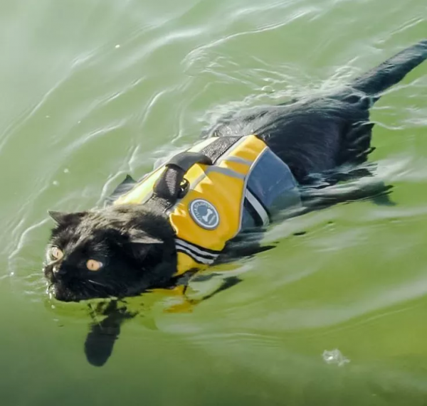 羨慕了！國外網友旅行時撿到一隻流浪貓，貓咪從此開始環遊世界
