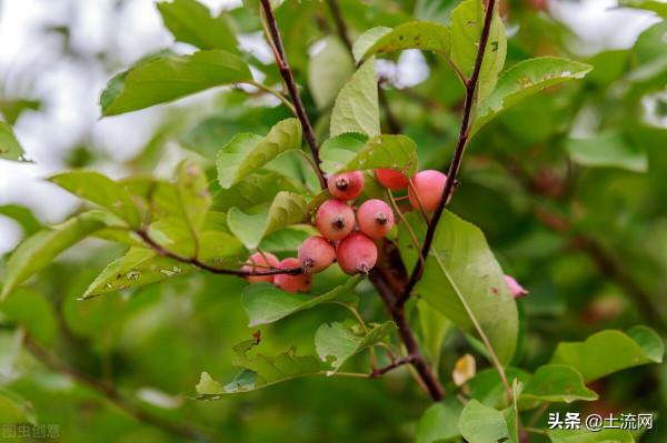 長壽海棠和長壽花是同一種嗎?長壽海棠和長壽花區別是什麼? 長壽海棠和長壽花是同一種嗎?長壽海棠和長壽花區別是什麼?