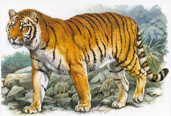 虎年說老虎：中國&mdash;&mdash;老虎種類的大國，老虎數量的小國