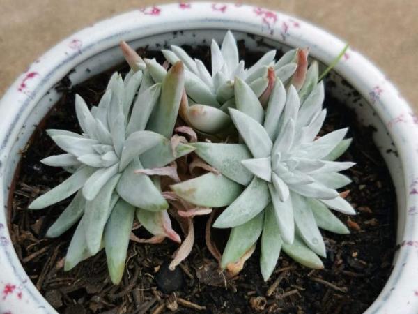 多肉夏天怎麼養?休眠期一到,就要小心了 多肉夏天怎麼養?休眠期一到,就要小心了