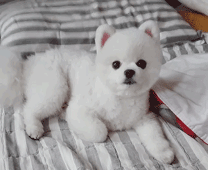 博美過得“幸福”與否，從這5點可以看出