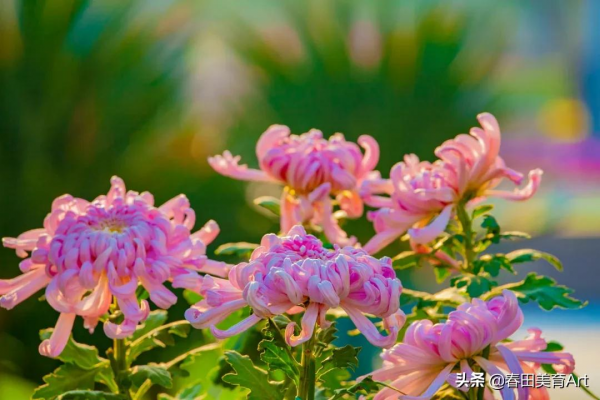 教程丨少兒美術課程《賞菊迎鶴來》 教程丨少兒美術課程《賞菊迎鶴來》