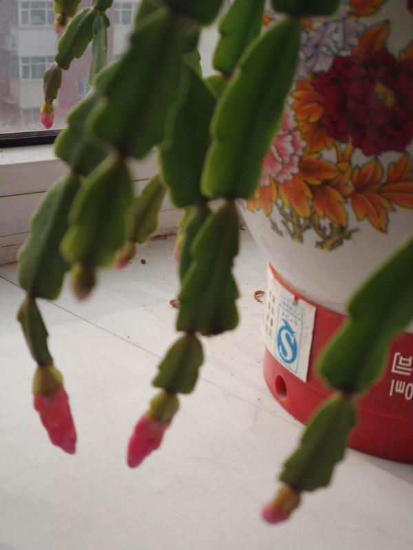 養花種草的幸福 養花種草的幸福