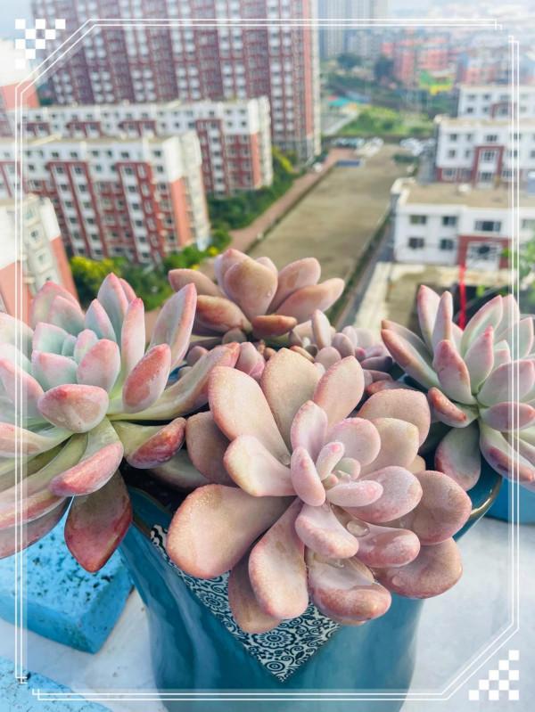 空中花園成就了我的夢想