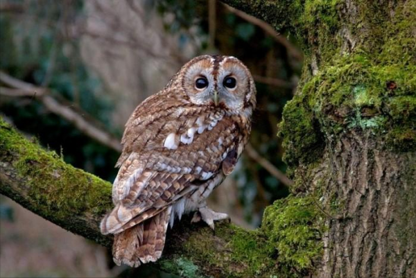 農村常見的7種鳥，夜裡叫聲能嚇哭小孩，有一種叫鬼鴞