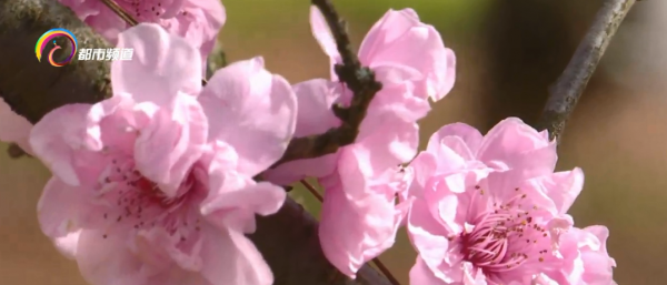 春色正好 和美人梅來一場浪漫的相遇