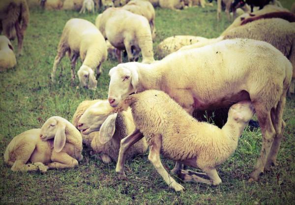 產羔母羊飼養不再困難!3個時間段做好,羊羔少不了 產羔母羊飼養不再困難!3個時間段做好,羊羔少不了