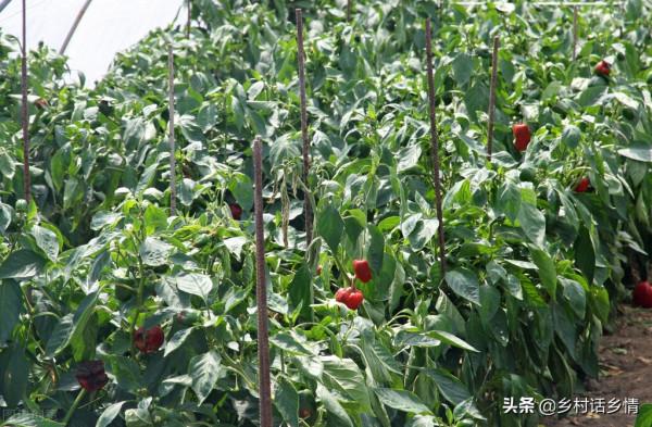 家裡留下來的種菜方法，啥化肥也不用施，蔬菜高產還好吃