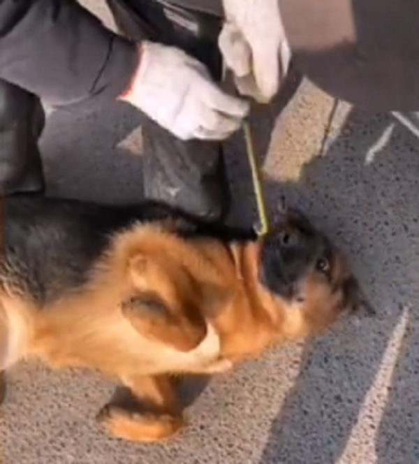 陝西:600塊,去狗肉館的德牧獲救,可嘆忠誠狗狗,還想討好主人 陝西:600塊,去狗肉館的德牧獲救,可嘆忠誠狗狗,還想討好主人