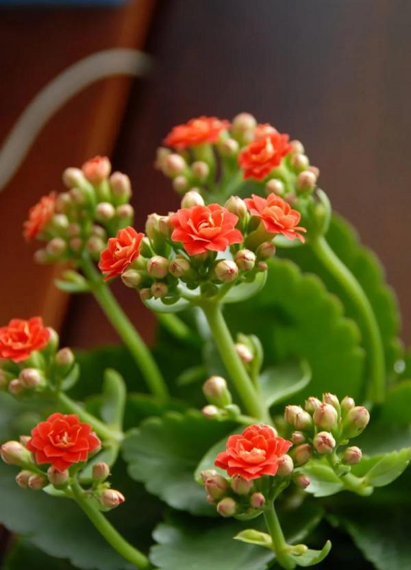 一盆長壽花&period;寓意長久