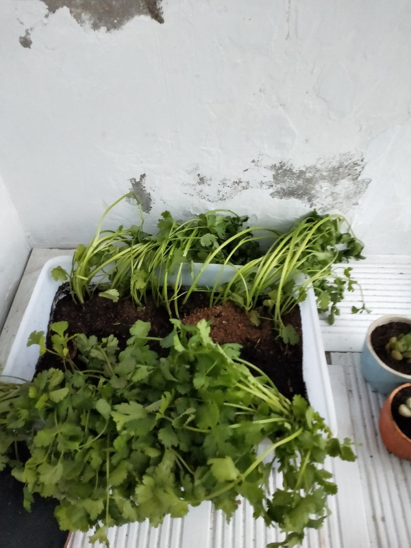 冬天多吃5種“大葉菜”,下雪後比肉都香,能吃到明年春天 冬天多吃5種“大葉菜”,下雪後比肉都香,能吃到明年春天