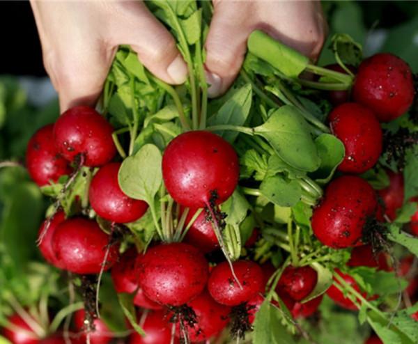 天冷了，陽臺種蔬菜，首選這8種，0度凍不死，吃一茬冒一茬