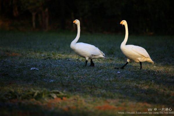 平陸：瑟瑟蒹葭伴雪花 久別嬌客回到家