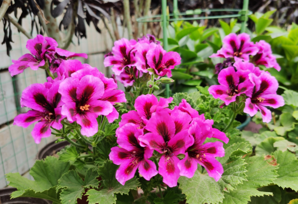 3種“吉祥花”，找個瓶子就能養，年關買寓意好，新手也能養一年