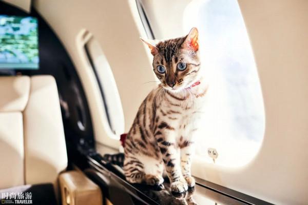 《寵物飛行須知》(建議萌寵們在人類的陪同下閱讀)