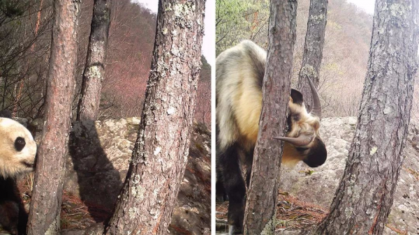 秦嶺羚牛區域性氾濫，威脅大熊貓，傷害人類，為什麼還要保護它們？