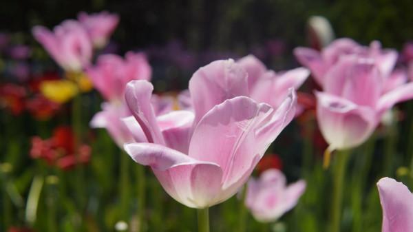 教育學學科最好的十所大學