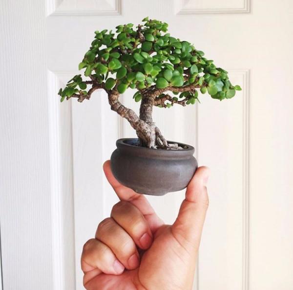 9種“懶人花”，適合小盆養，管得“少”一些，才能多開花