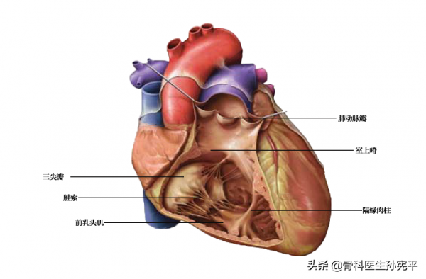 解剖圖譜｜堪稱經典的心臟解剖圖譜，力薦收藏