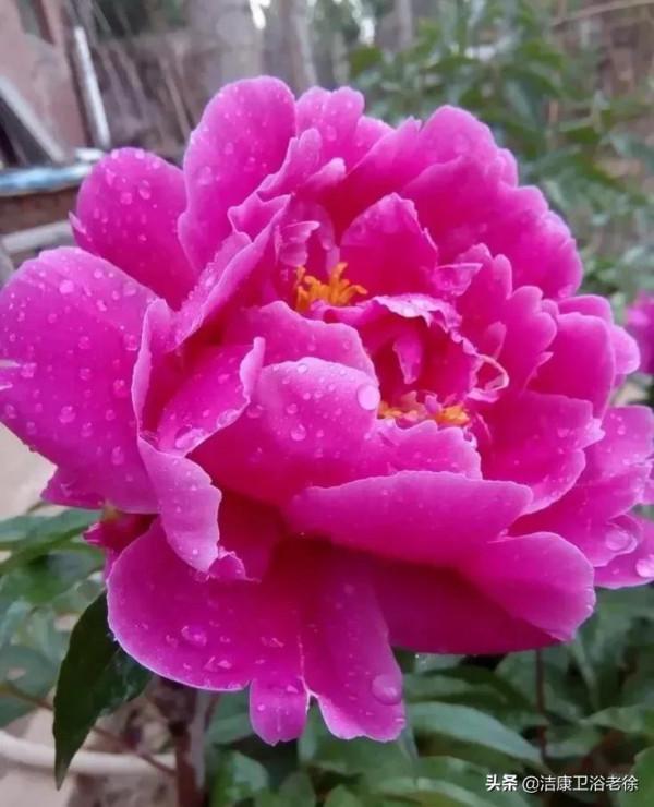 請欣賞美麗的奇美花草